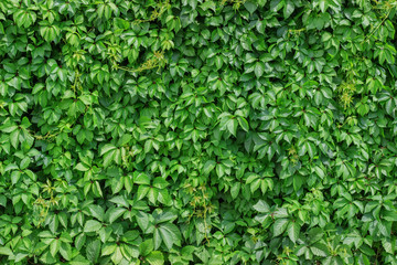 Background from a green climbing plant