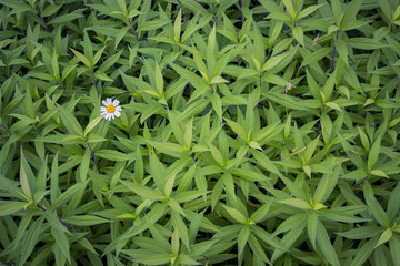 A daisy flower stands out from a field of green plants, protruding above them. Grasshoppers hiding...