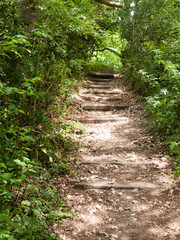 public walkway through a dense forest in the uk