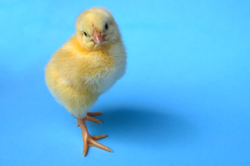 little chick on blue background baby chicken farm life