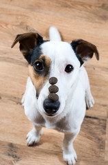 Trained Jack Russell sitting with three piece of food on his nose waiting for command.