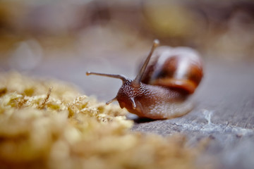 Amusing little snail crawling and moss