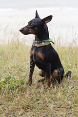 Portrait of a doberman pinscher puppy