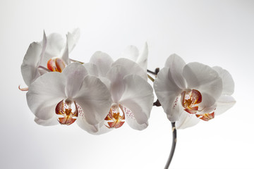 Orchidee weiß in weiß