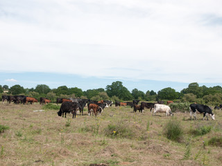 several cows in a field grazing and relaxing at peace