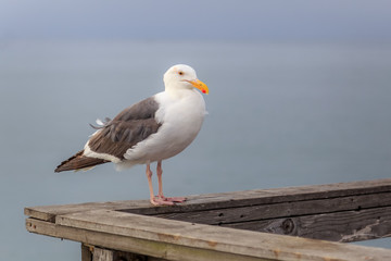 California Seagull