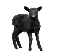 Cute funny lamb on white background © Africa Studio