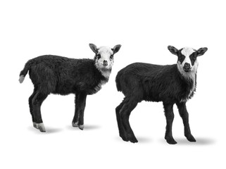 Cute funny lambs on white background