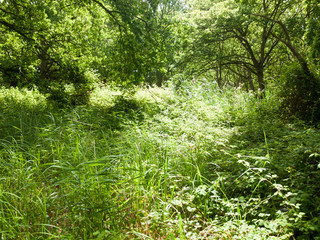 tree and lush grass in forest in summer time