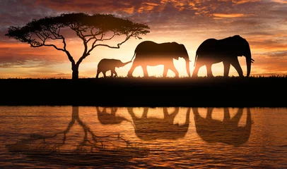 Papier Peint photo Lavable Afrique du Sud famille d& 39 éléphants