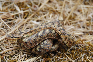 Naklejka premium serpents