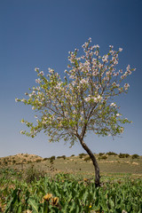 Obraz premium Almond Tree, North Khorasan, Iran