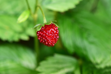 Walderdbeere (Fragaria vesca), Monatserdbeere mit Blättern im Hintergrund