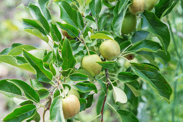 Apple fruits growing on a apple tree branch in orchard.