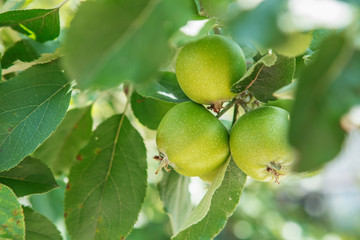 Apple fruits growing on a apple tree branch in orchard.
