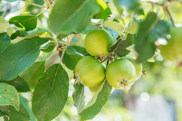 Apple fruits growing on a apple tree branch in orchard