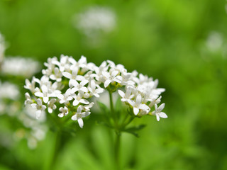 Waldmeister (galium odoratum) mit weißen Blüten