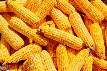 Fototapeta na wymiar Corn cobs. Maize seed.