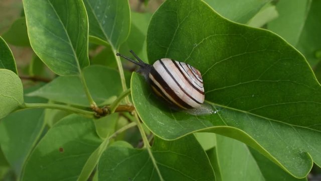 Slow moving of snail in the garden