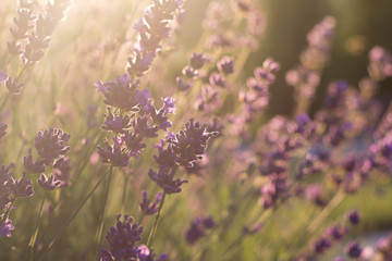 lavender sunshine