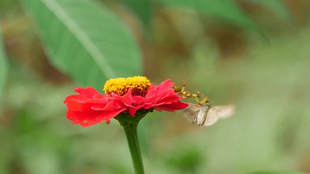 Brown butterfly saves his self from a fight with a Grashopper on a red flower