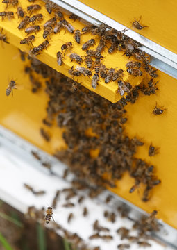 Множество пчел роятся у входа в улей
