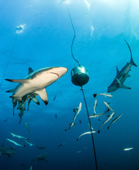 Fototapeta premium Blacktip reef shark