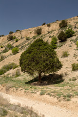 Obraz premium Juniper, North Khorasan, Iran