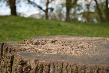 Tree Stump