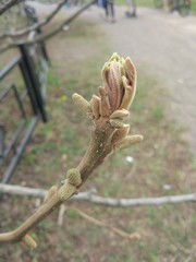 Spring Flowers in Moscow, year 2017