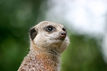 Meerkat headshot