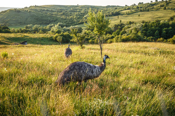 Wild emu carefully watching