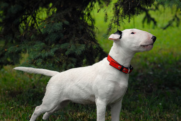 The bull terrier costs in a rack under a fir-tree