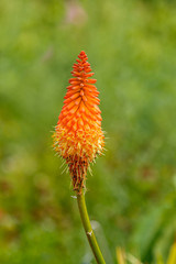 Obraz premium Red Hot Poker in bloom