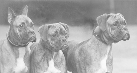 Boxer - 3 Heads - 1937. Date: 1937