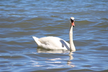 Schwan im Wasser 