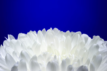 Chrysanthemum flower with white petals isolated on deep blue background, macro shot, selective focus 