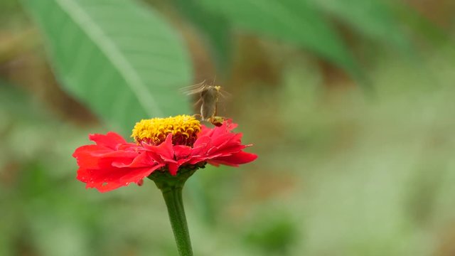 Grashopper fighting with a brown butterfly on a red flower