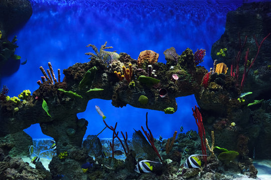 Tropical fish swimming near colorful corals, stones and rock in big aquarium, diving, nature background, wildlife 