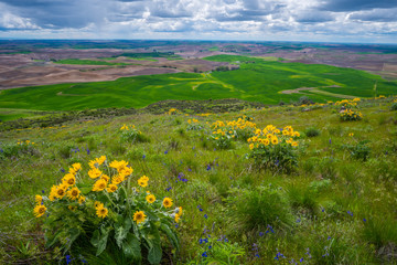 Wildflowers on Steptoe Butte state park, spring, Eastern Washington