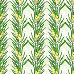 Seamless pattern with rooibos plant. Herbal tea packaging design. Vector nature print.