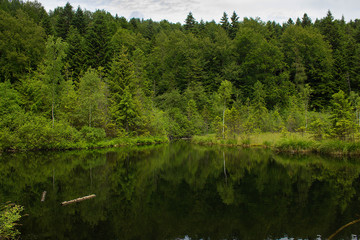 Green coniferous forest, meadow and reflection in water. Cranberry or Dead lake Carpathian mountains. National natural park Skole Beskydy, Ukraine. Beautiful outdoor landscape