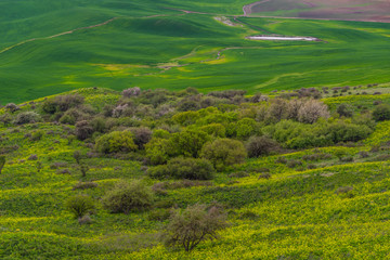 Obraz premium Beautiful green hills. view from Steptoe Butte state park, Washington, USA