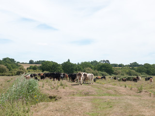 Fototapeta na wymiar several cows in a field grazing and relaxing at peace