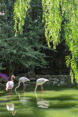 Colonia di fenicotteri rosa all'interno del Parco d'Orléans, città di Palermo IT	