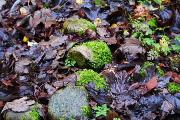 Moos im Herbst