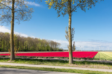Dutch country road with colorful tulip fields and wind turbines