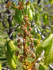 Spring Flowers in Moscow, year 2017