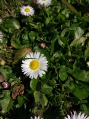 Spring Flowers in Moscow, year 2017