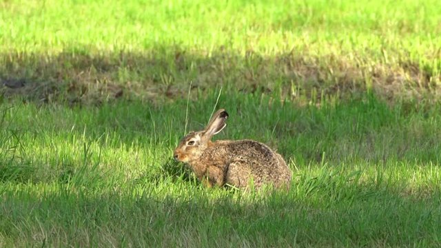 Hase frisst auf einer abendlichen Wiese Grashalme